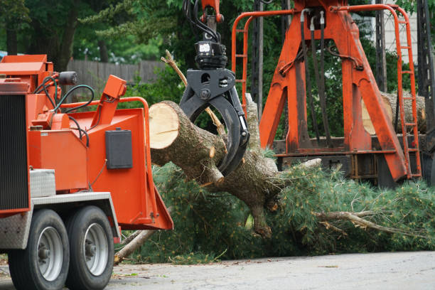 Why Choose Our Tree Removal Services in Hazlehurst, MS?