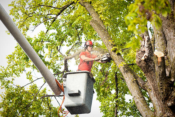 Professional Tree Services in Hazlehurst, MS